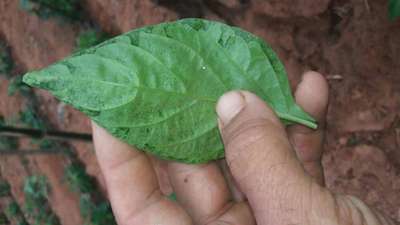 Mancha bacteriana - Pimentão e Pimenta