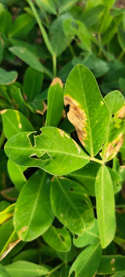 Jewel Beetle - Peanut