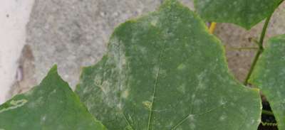 Powdery Mildew - Cucumber