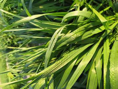 Boron Deficiency - Wheat