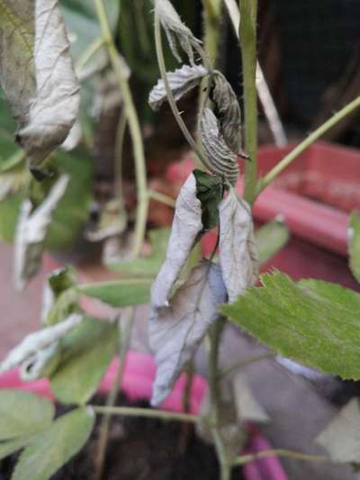 Araña roja (ácaro) - Frambuesa