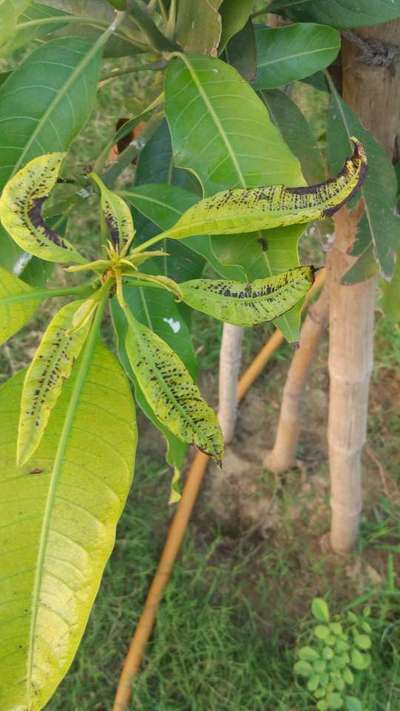 Calcium Deficiency - Mango