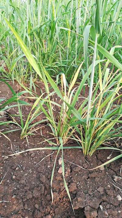 Root and Foot Rot - Wheat