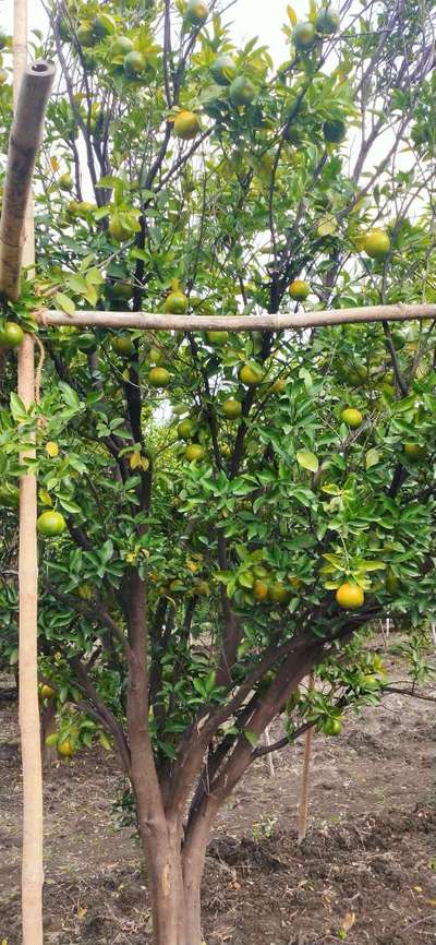 Citrus Greening Disease - Citrus