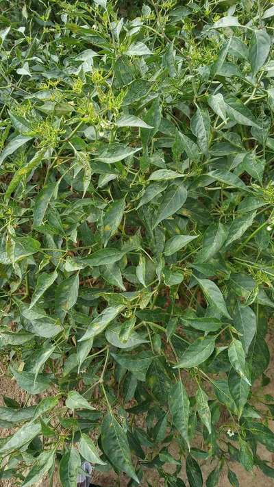 Powdery Mildew of Pepper - Capsicum & Chilli