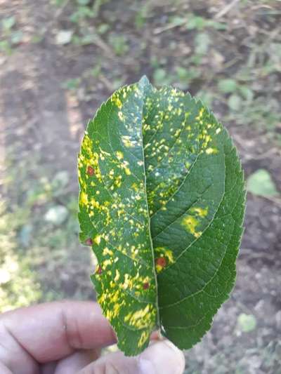 Apple Mosaic Virus - Apple