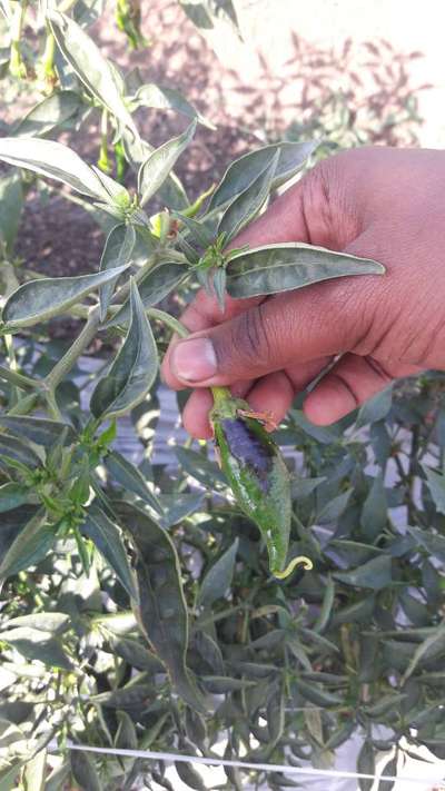 Powdery Mildew of Pepper - Capsicum & Chilli