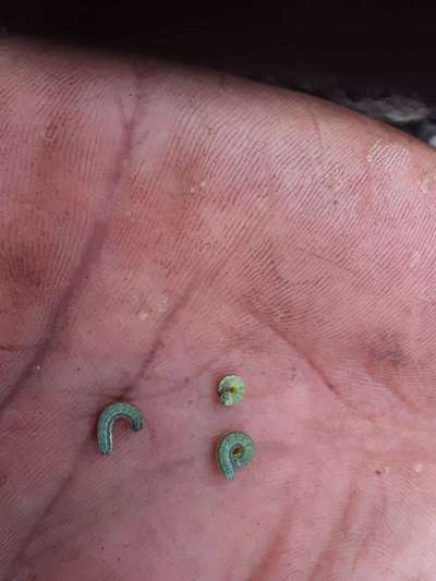 Fall Armyworm - Maize