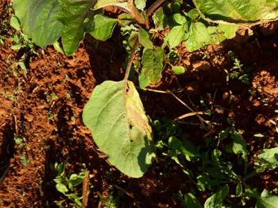 Queima por Fertilizantes ou Pesticidas - Berinjela