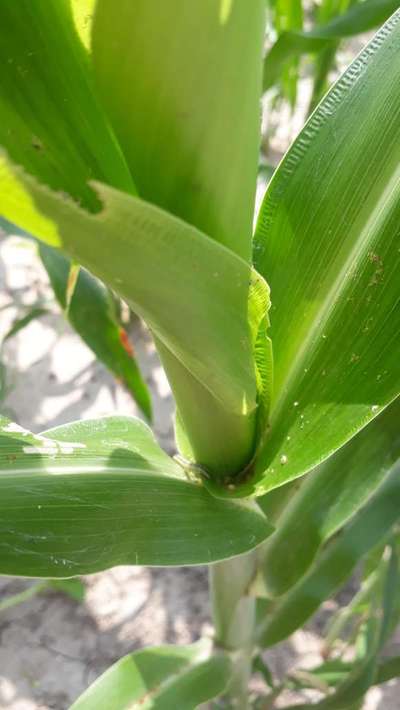 Fall Armyworm - Sorghum