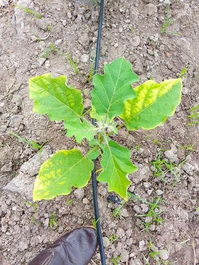 Leafhoppers and Jassids - Brinjal