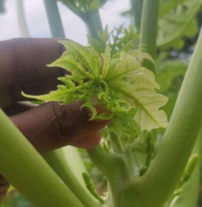 Boron Deficiency - Papaya