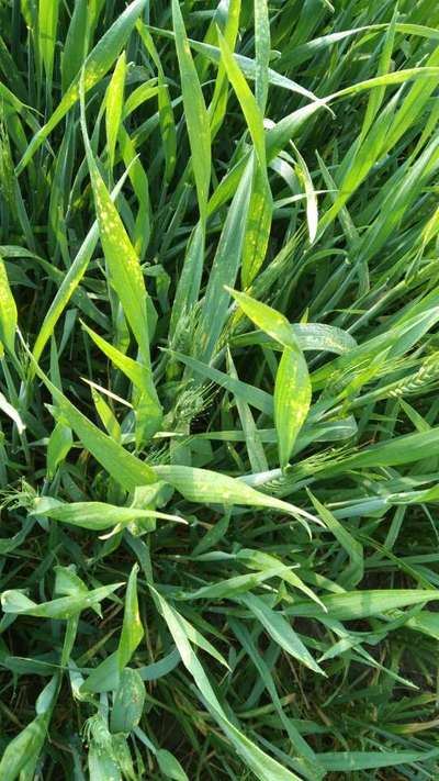 Tan Spot - Wheat