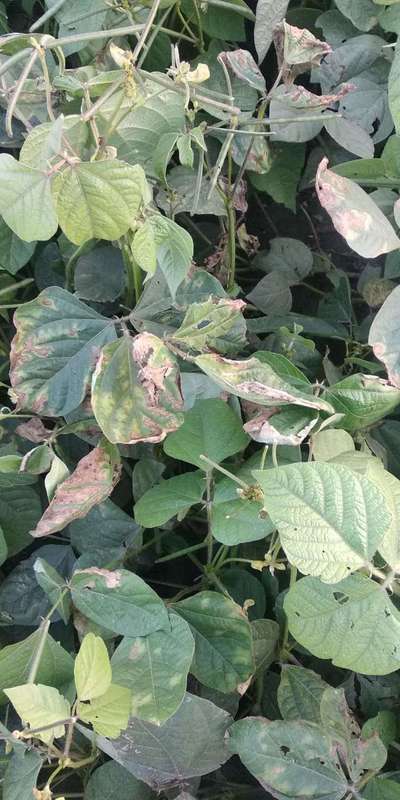 Downy Mildew - Black & Green Gram