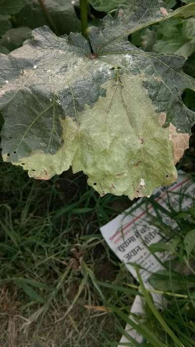 Herbicide Bleach - Okra