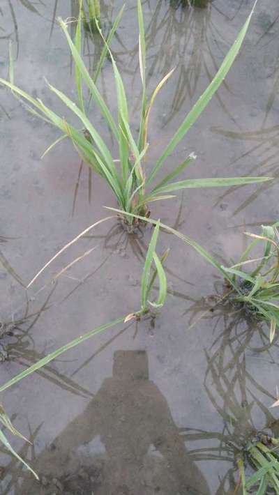 Phosphorus Deficiency - Rice