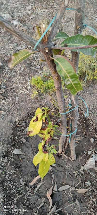 Mango Dieback Disease - Mango