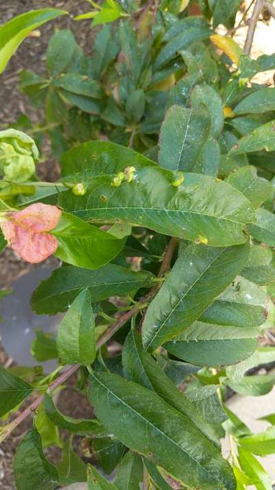 Peach Leaf Curl - Peach