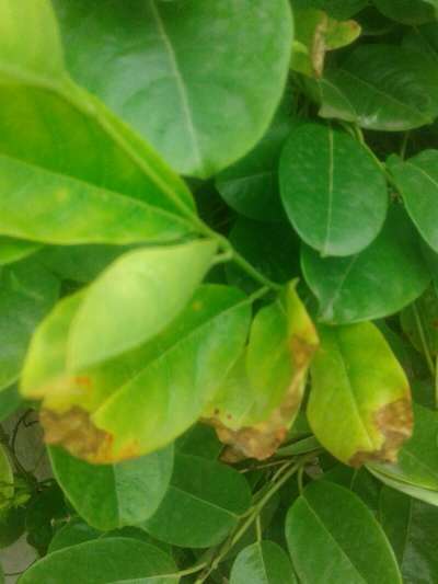 Potassium Deficiency - Citrus