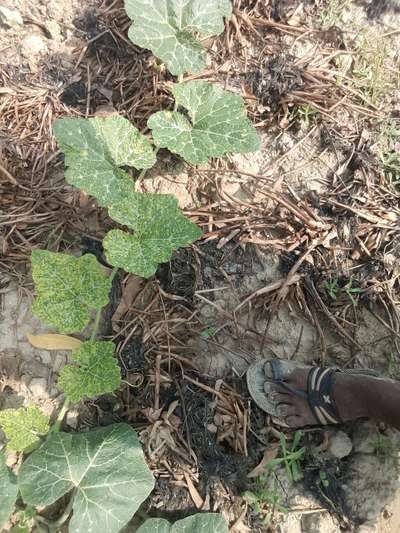 সাধারন লাল মাকড় - কুমড়া