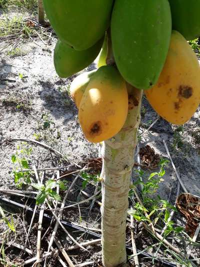 Varíola/ Pinta Preta do Mamoeiro - Mamão