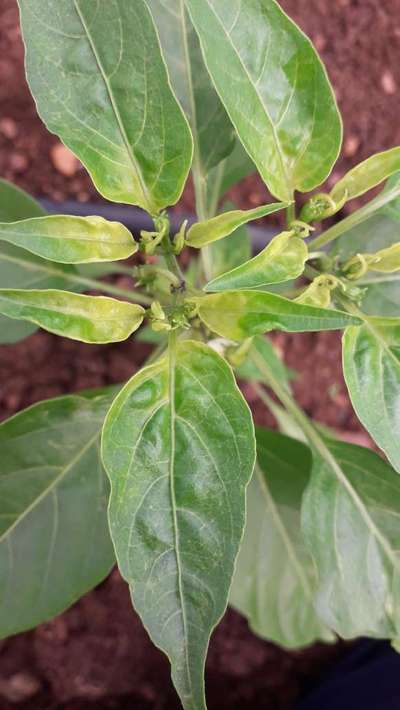 Pesticide Burn - Capsicum & Chilli