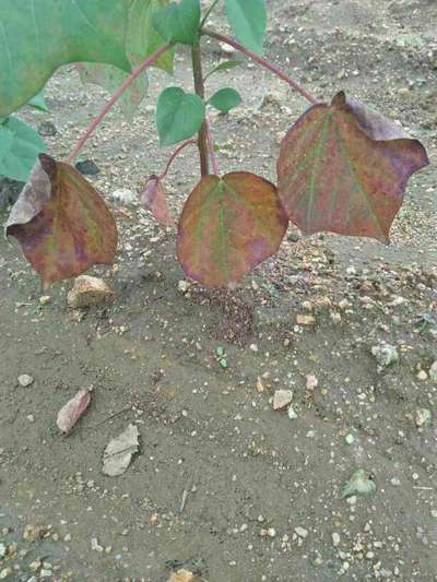 Leaf Reddening of Cotton - Cotton