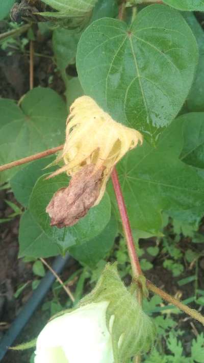 Boll Weevil - Cotton