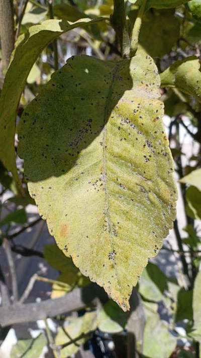 Cochenille Noire des Agrumes - Agrumes