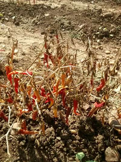 Blight of Pepper - Capsicum & Chilli