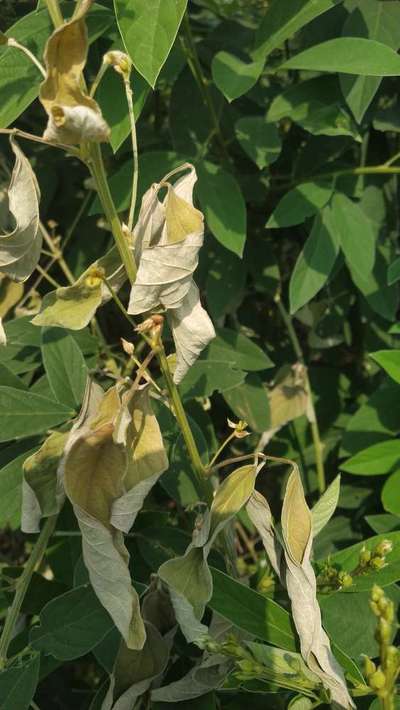 Fusarium Wilt - Pigeon Pea & Red Gram