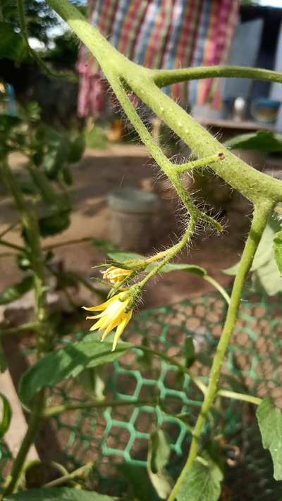 Botrytis Blight - Tomato