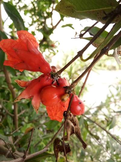 పిండి నల్లి - దానిమ్మ