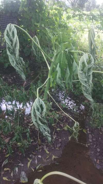 Phytophthora Crown and Root Rot - Papaya