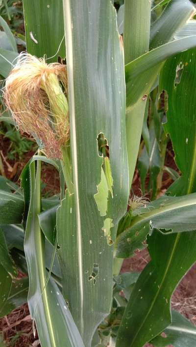 விழு படைப்புழு - மக்காச்சோளம்