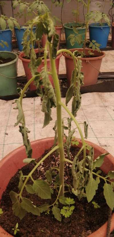 Bacterial Wilt - Tomato