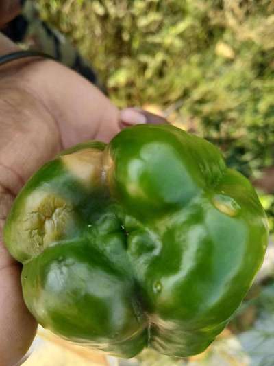 Blossom End Rot - Capsicum & Chilli