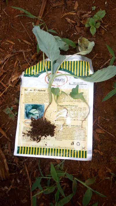 Damping-Off of Seedlings - Cabbage