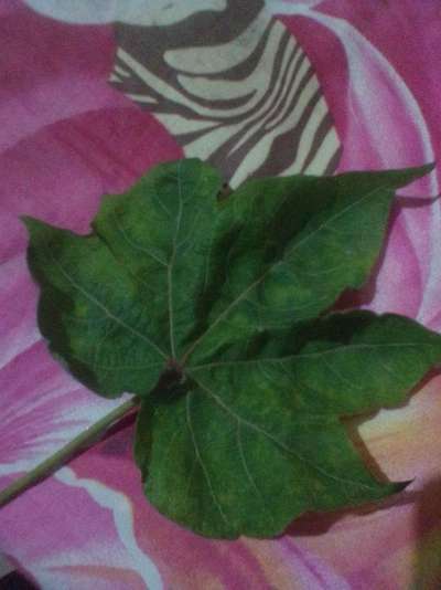 Cotton Leaf Curl Virus - Cotton