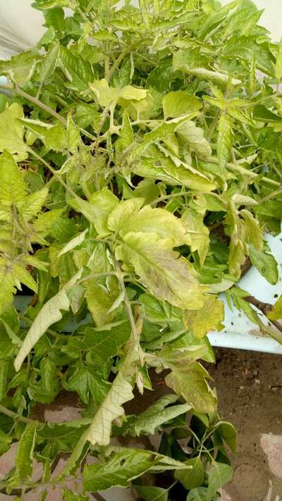 Tomato Late Blight - Tomato