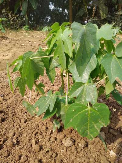 আঙ্গুরের গোড়াপচা রোগ - পেঁপে