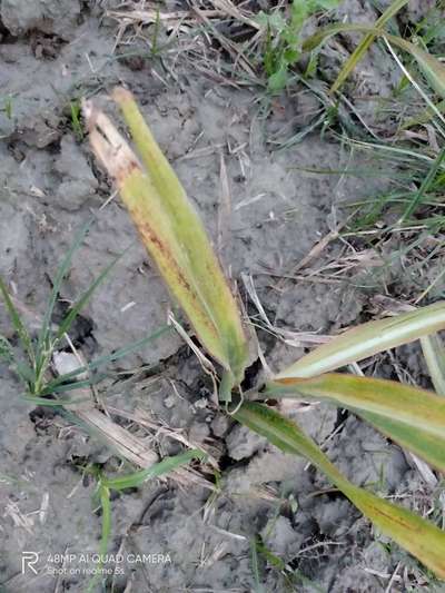 Leaf Scald of Sugarcane - Sugarcane