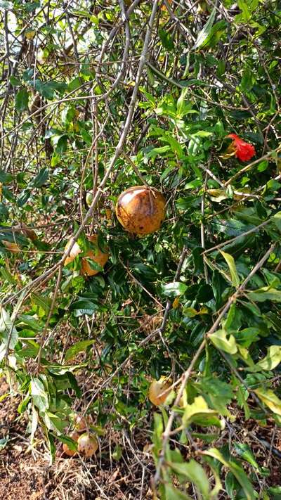 Bacterial Blight of Pomegranate - Pomegranate