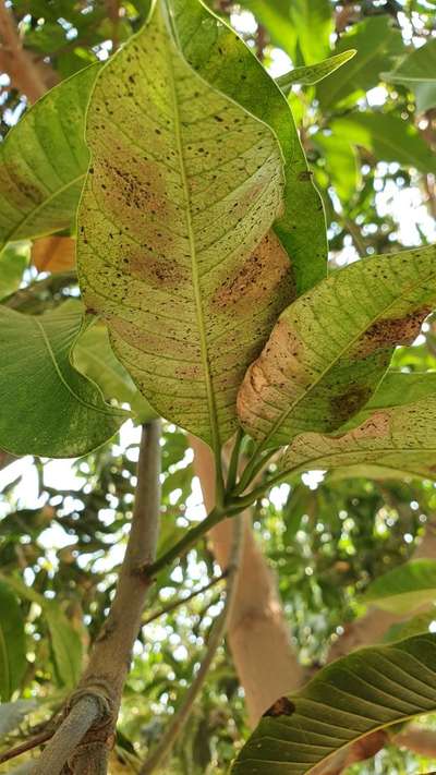 Anthracnose of Papaya and Mango - Mango