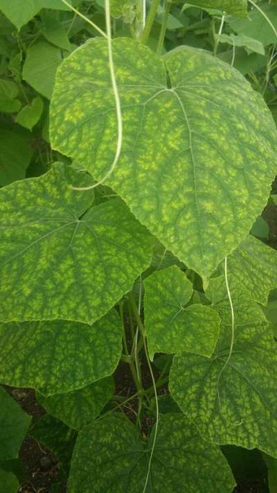 Cucumber Green Mottle Virus - Cucumber