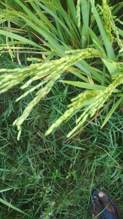 Phoma Sorghina in Rice - Rice