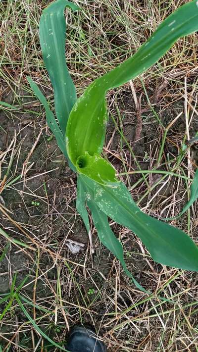 Thrips - Maize