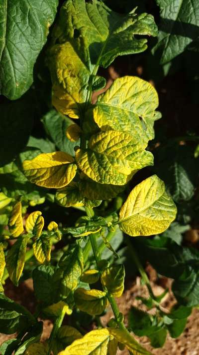 Sulfur Deficiency - Potato