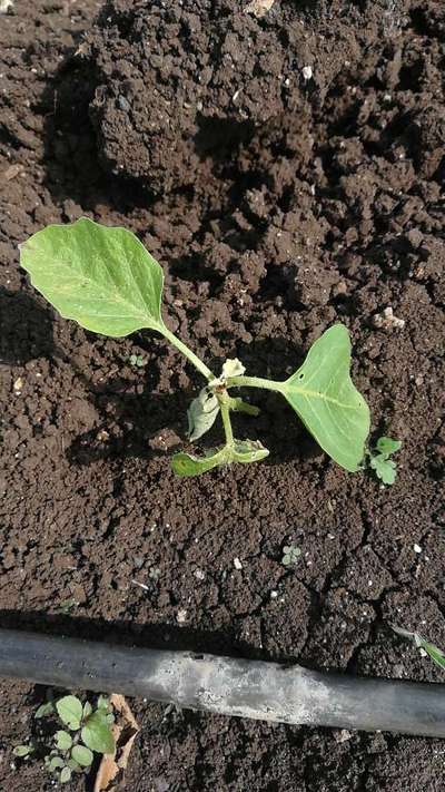 Brinjal Shoot and Fruit Borer - Brinjal