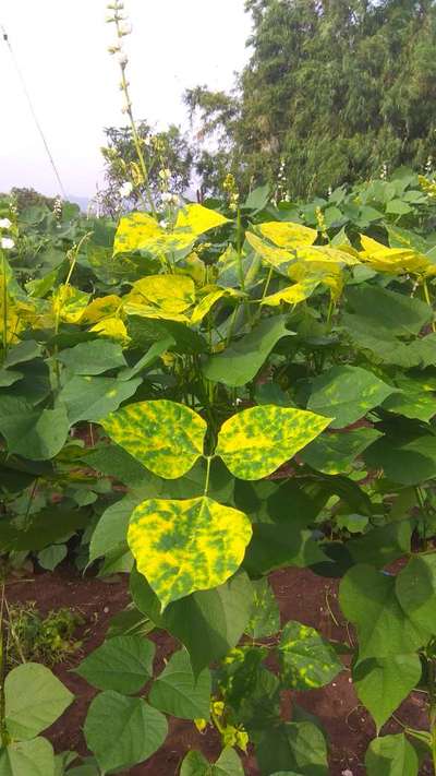 Bean Yellow Mosaic Virus - Bean